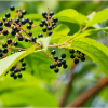 ������ ������������ iBirdCherry