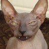 Аватар пользователя Osvetlenie