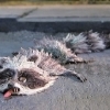 undeadenot