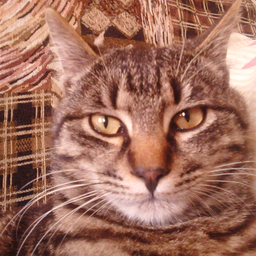 Djokur