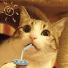 ������ ������������ LolliPoppy