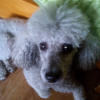 ������ ������������ SanOfDog