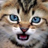 Pikabu profile picture for @Bowie