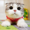 ������ ������������ iTakeshi