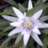 Edelweiss1184