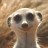 meerkat