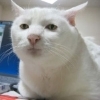 DemPsy