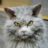 ElectronicCat