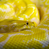 ������ ������������ lemonsnake