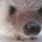 Hedgehog1253