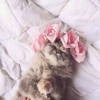 ������ ������������ Ksushafire