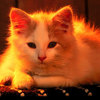 Pikabu profile picture for @shifter