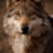 Olegkowolf