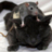 Skaven