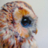 VikaOwl
