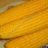 kukuruza234