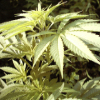 Аватар пользователя SparkInHaze