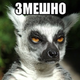 ������ ������������ GAVORONOK