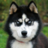 TheBadDog