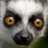 yawmaster