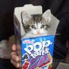 cattac