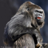 ������ ������������ GorillaMuscle