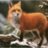 foxmyanimal