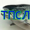 Аватар пользователя SalmonFish