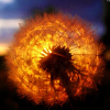 ������ ������������ Fireweed