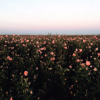 ������ ������������ Flovver