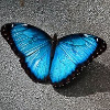 ������ ������������ Morpho