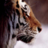 REDTIGER1596