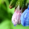 ������ ������������ hopheylena