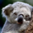 KoalaNotPanda