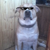 OMegaDog
