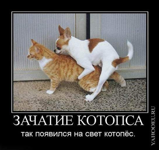 миссионерская поза картинки