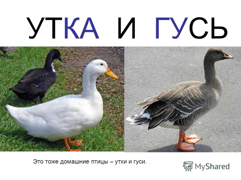 утки и гуси фото онлайн утки и гуси фото
