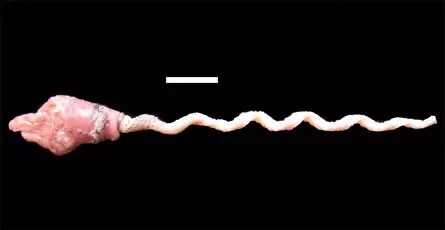 Жалаңаш әдемі жас қыздардың суреттері