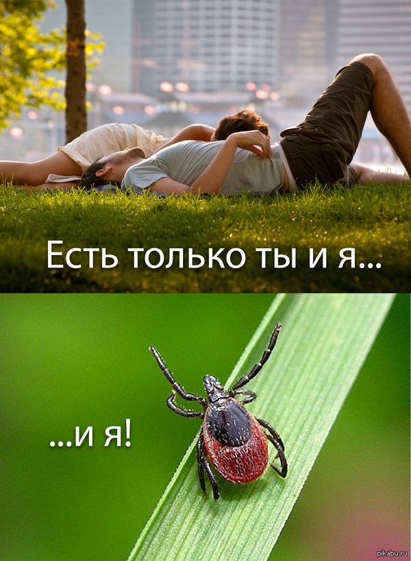 http://cs6.pikabu.ru/images/big_size_comm/2015-05_1/14305026782991.jpg