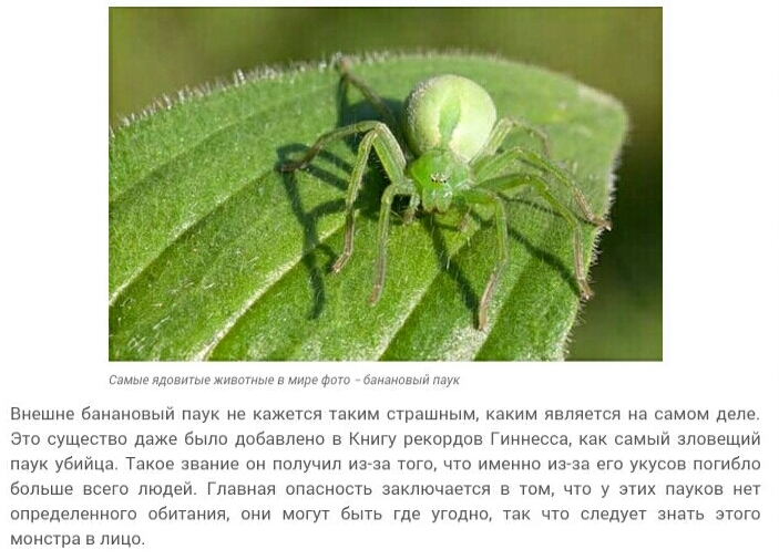 Зеленые Пауки В России Фото И Названия