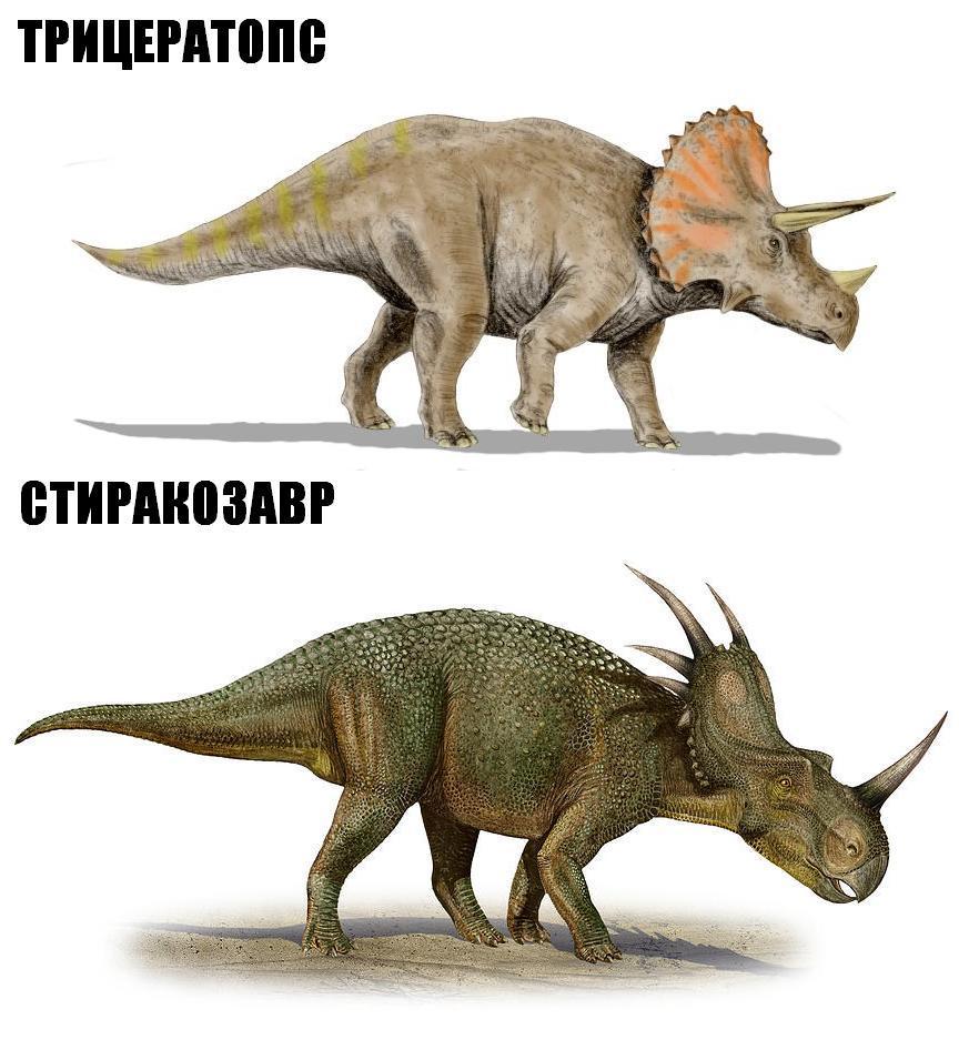 Динозавры похожие на трицератопса