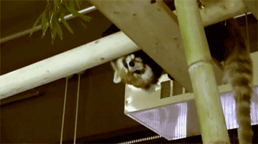 1499296035180815451.gif