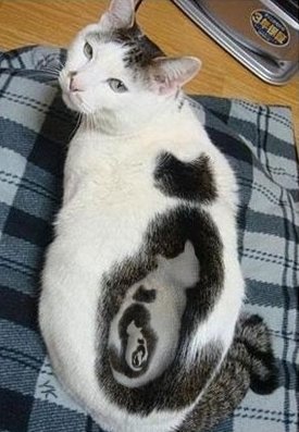 кошки необычного окраса фото онлайн кошки необычного окраса фото