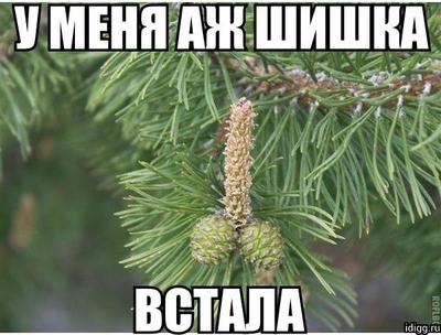 что значит шишка встала. Смотреть фото что значит шишка встала. Смотреть картинку что значит шишка встала. Картинка про что значит шишка встала. Фото что значит шишка встала