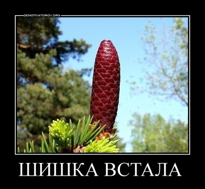 что значит шишка встала. Смотреть фото что значит шишка встала. Смотреть картинку что значит шишка встала. Картинка про что значит шишка встала. Фото что значит шишка встала