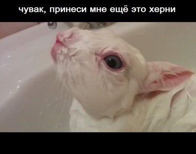 Èëëþñòðàöèÿ ê êîììåíòàðèþ