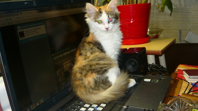 Иллюстрация к комментарию