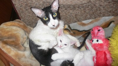 Иллюстрация к комментарию