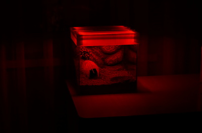 1436544152141081897 Как подготовить кокосовый субстрат для паука