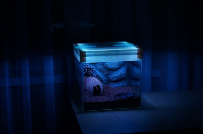 1436544153291668881 Как подготовить кокосовый субстрат для паука